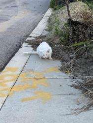Found/Stray Unknown Cat last seen Sage Turn - Sage Meadows , Converse, TX NULL