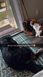 Lost Female Cat last seen Sherwin-Williams, Summerfield, FL 34491