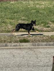 Found/Stray Unknown Dog last seen Country club village near Hawkinstown rd, Salisbury, NC 28144