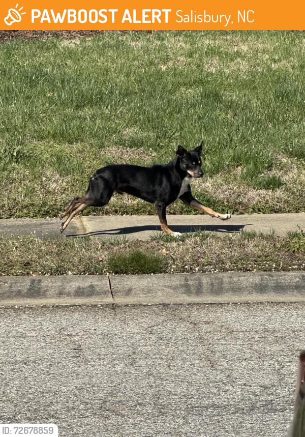 Found/Stray Unknown Dog last seen Country club village near Hawkinstown rd, Salisbury, NC 28144