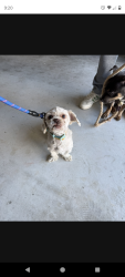 Lost Male Dog last seen Harris Branch, Austin, TX 78754