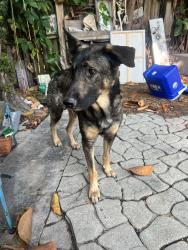 Found/Stray Male Dog last seen 22nd St N & 3rd Ave N , St. Petersburg, FL 33713