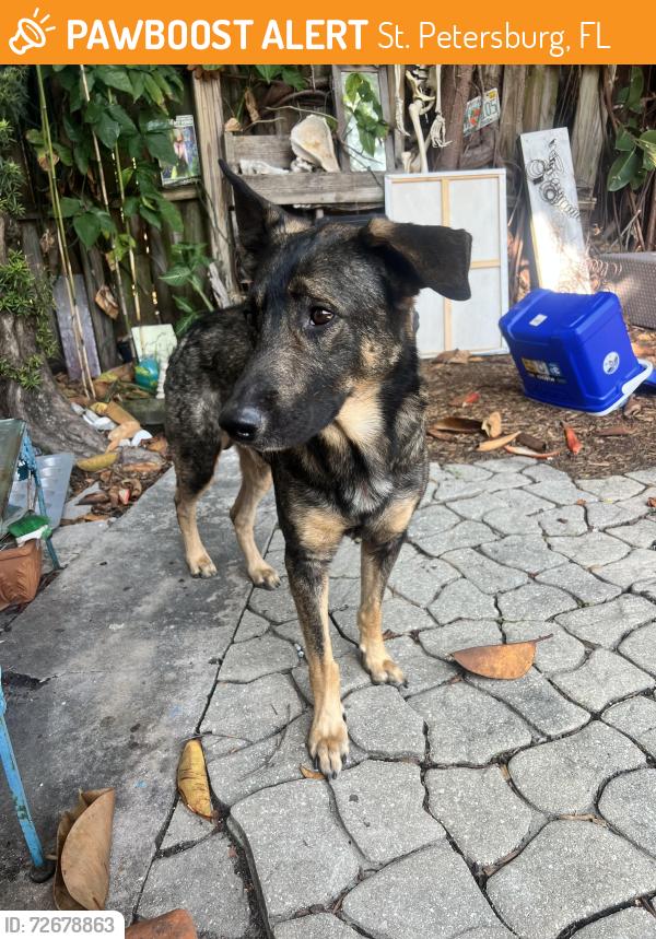 Found/Stray Male Dog last seen 22nd St N & 3rd Ave N , St. Petersburg, FL 33713