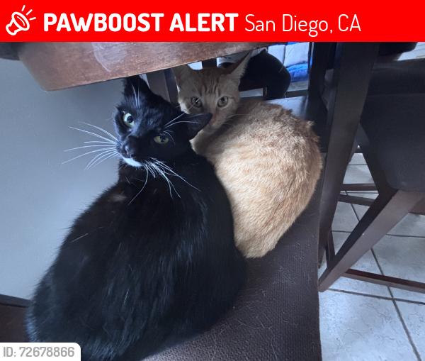 Lost Female Cat last seen Boren st, San Diego, CA 92115
