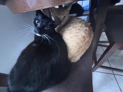 Lost Female Cat last seen Boren st, San Diego, CA 92115