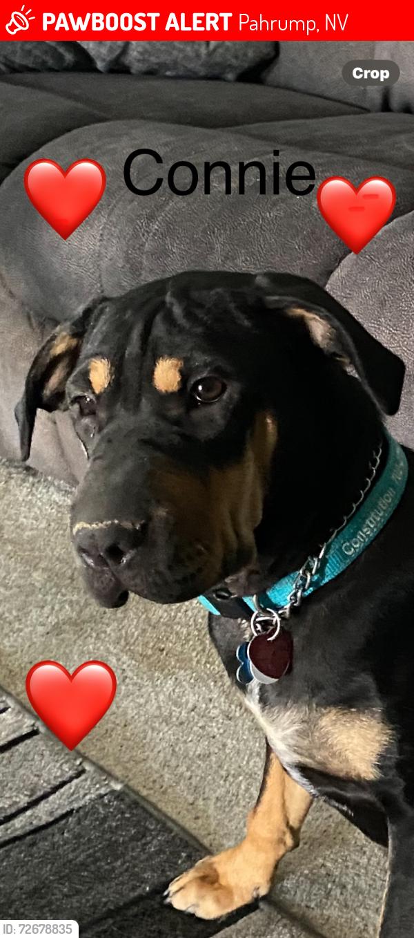 Lost Female Dog last seen Mimosa Ct Pahrump, Pahrump, NV 89060