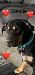 Lost Female Dog last seen Mimosa Ct Pahrump, Pahrump, NV 89060