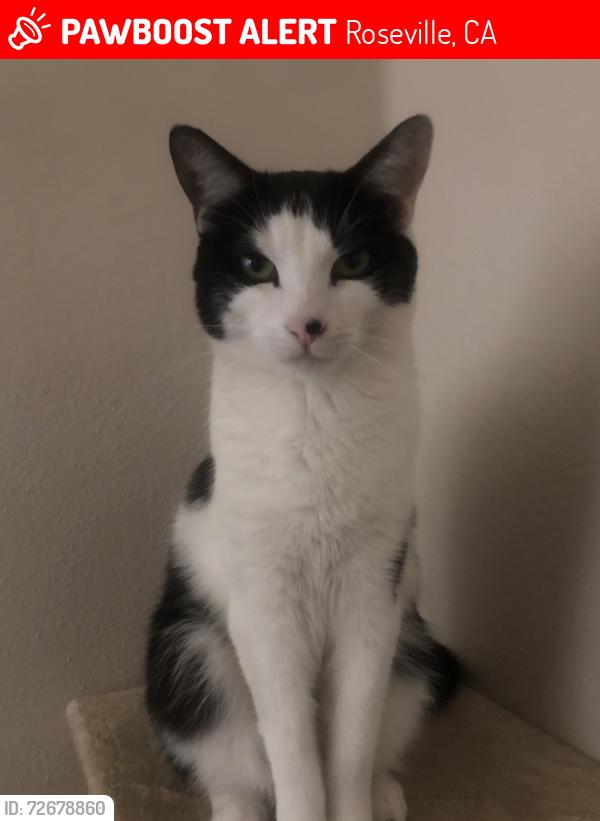 Lost Male Cat last seen Rosemeade at Olympus Pointe apmts, Roseville, CA 95661