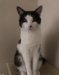 Lost Male Cat last seen Rosemeade at Olympus Pointe apmts, Roseville, CA 95661