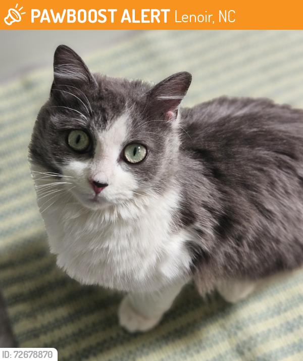 Found/Stray Female Cat last seen Blue creek and McMillan place , Lenoir, NC 28645