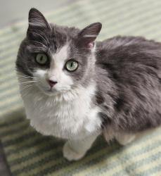 Found/Stray Female Cat last seen Blue creek and McMillan place , Lenoir, NC 28645