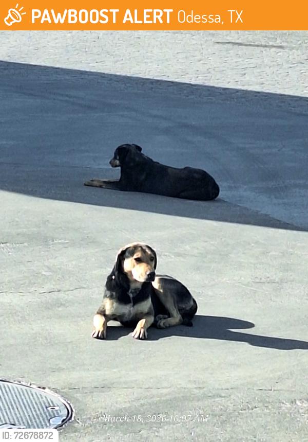 Found/Stray Unknown Dog last seen Stripes , Odessa, TX 79763