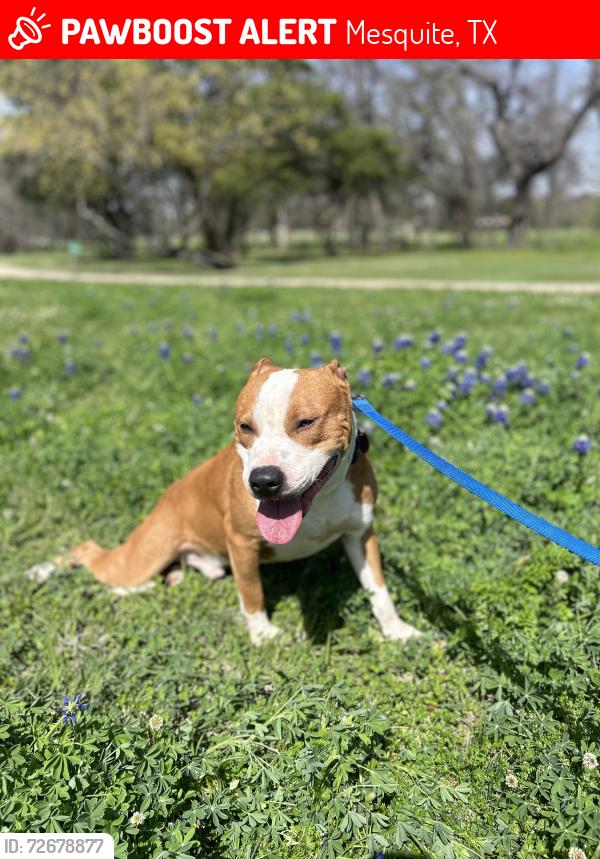 Lost Male Dog last seen Walker, Mesquite, TX 75149