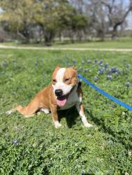 Lost Male Dog last seen Walker, Mesquite, TX 75149