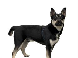 Shelter Stray Male Dog last seen , Los Angeles, CA 90031