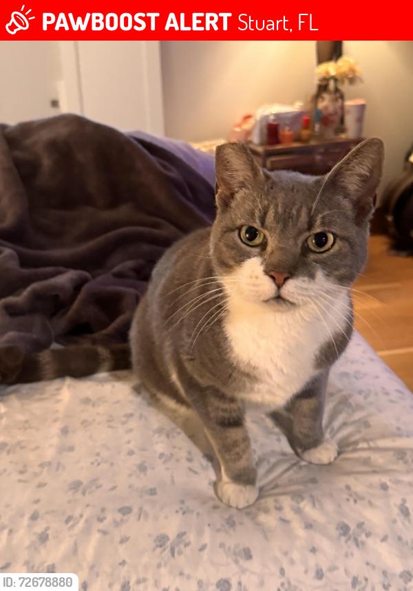 Lost Female Cat last seen SE Edgewood Drive , Stuart, FL 34996