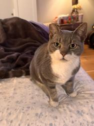 Lost Female Cat last seen SE Edgewood Drive , Stuart, FL 34996