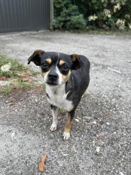 Found/Stray Female Dog last seen Near knahsberry farm redlands, Miami, FL 33187