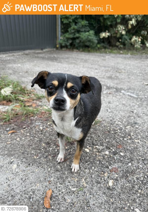Found/Stray Female Dog last seen Near knahsberry farm redlands, Miami, FL 33187