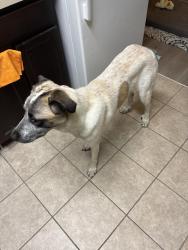 Found/Stray Female Dog last seen Cubesmart, Washington, DC 20002