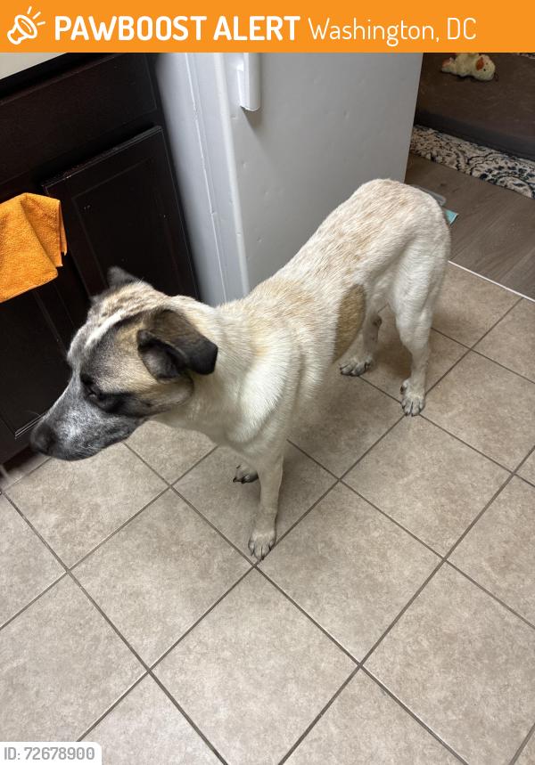 Found/Stray Female Dog last seen Cubesmart, Washington, DC 20002