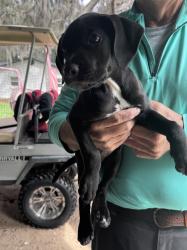 Found/Stray Unknown Dog last seen Stryker Rd , Avon Park, FL 33825