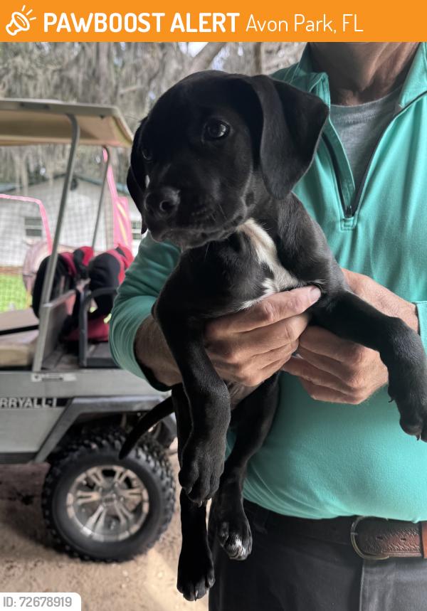 Found/Stray Unknown Dog last seen Stryker Rd , Avon Park, FL 33825
