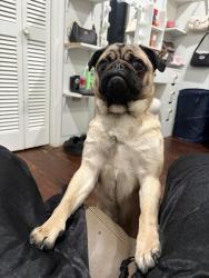 Found/Stray Female Dog last seen Lamont ln 296-11, Greenville, SC 29611