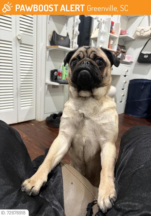 Found/Stray Female Dog last seen Lamont ln 296-11, Greenville, SC 29611