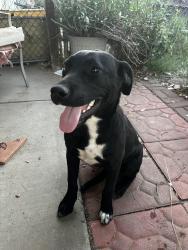 Found/Stray Female Dog last seen 80th Ave & W Camelback, Phoenix, AZ 85033
