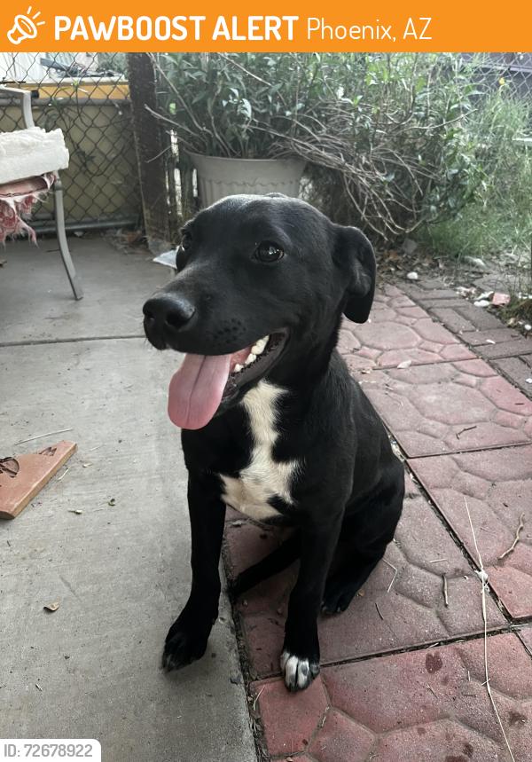 Found/Stray Female Dog last seen 80th Ave & W Camelback, Phoenix, AZ 85033