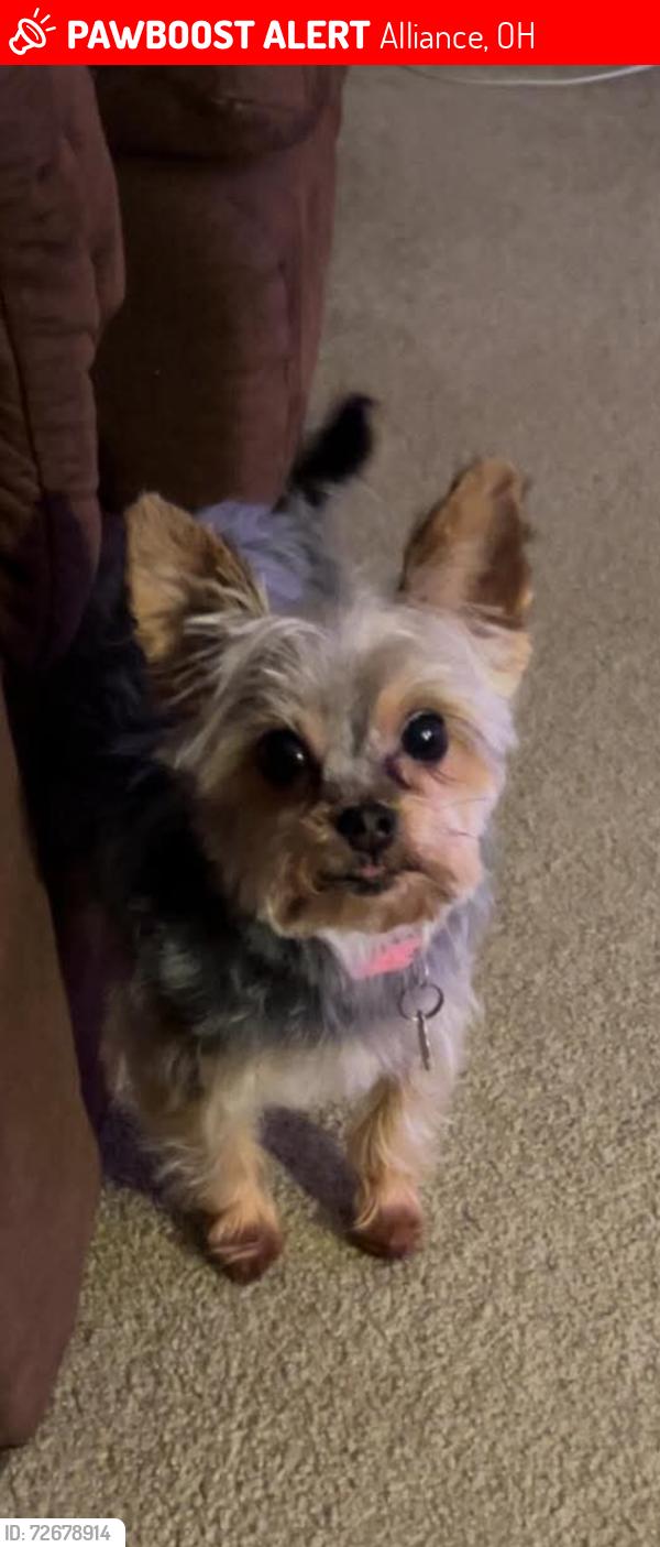 Lost Female Dog last seen Outlook Dr/Parkway, Alliance, OH 44601