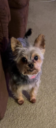Lost Female Dog last seen Outlook Dr/Parkway , Alliance, OH 44601
