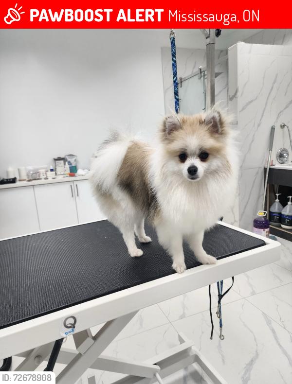 Lost Female Dog last seen QEW Eastbound, Mississauga , Mississauga, ON 