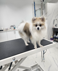 Lost Female Dog last seen QEW Eastbound, Mississauga , Mississauga, ON 