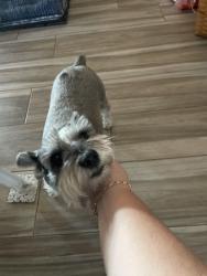 Lost Female Dog last seen HEB red bud, Round Rock, TX 78664