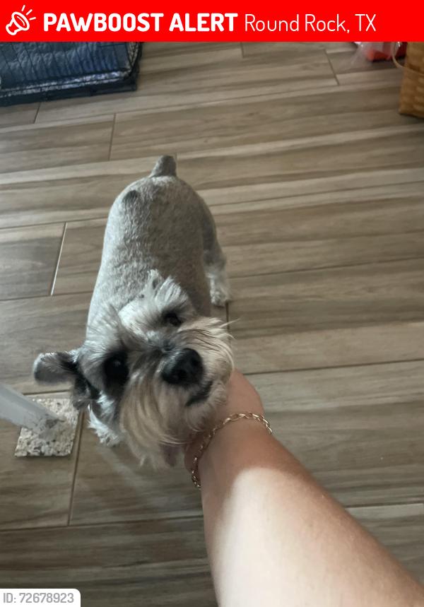 Lost Female Dog last seen HEB red bud, Round Rock, TX 78664