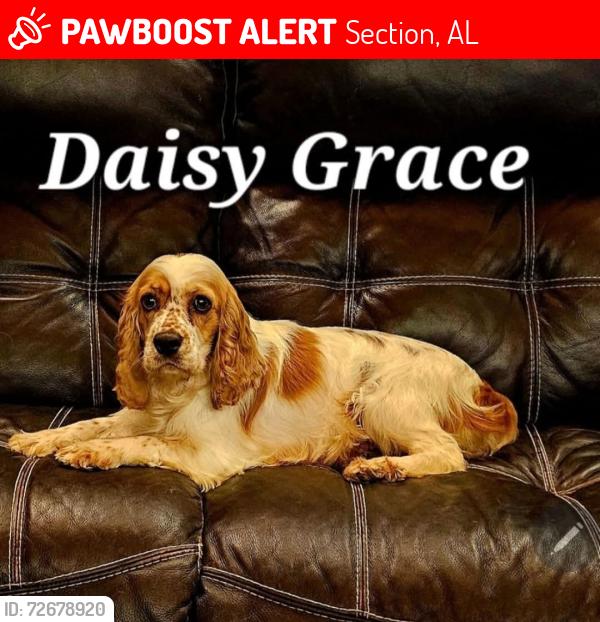 Lost Female Dog last seen Hwy 36, Section, AL 35771