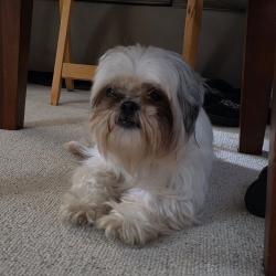 Found/Stray Female Dog last seen N Hollywood, Memphis, TN 38108