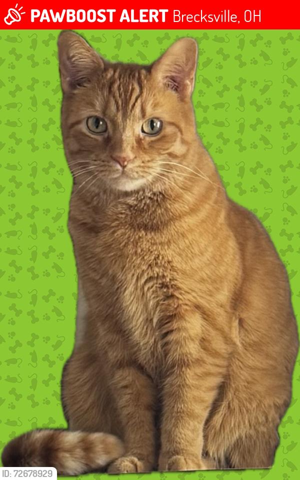 Lost Female Cat last seen Bradford Village, Brecksville, Brecksville, OH 44141