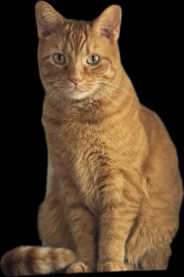 Lost Female Cat last seen Bradford Village, Brecksville, Brecksville, OH 44141