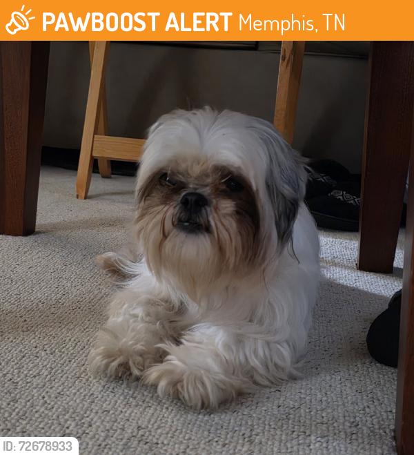 Found/Stray Female Dog last seen N Hollywood, Memphis, TN 38108
