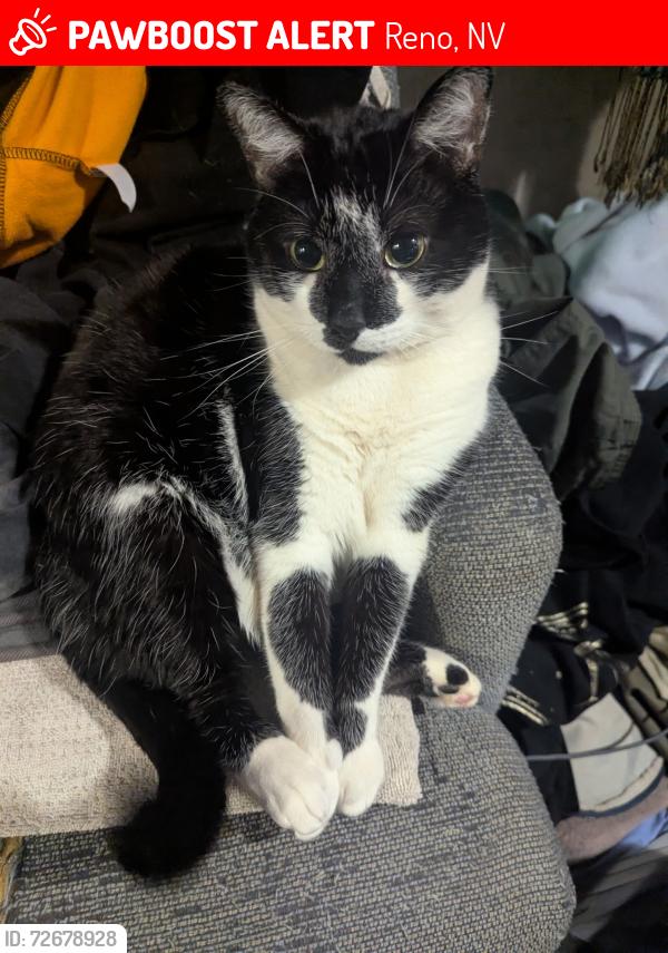 Lost Female Cat last seen Rv/trailer park we live at , Reno, NV 89503
