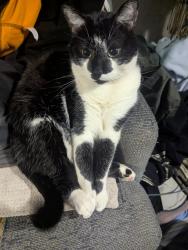 Lost Female Cat last seen Rv/trailer park we live at , Reno, NV 89503