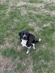 Found/Stray Female Dog last seen SR-39 , Lizton, IN 46149
