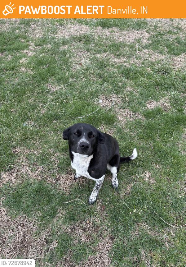 Found/Stray Female Dog last seen SR-39 , Lizton, IN 46149