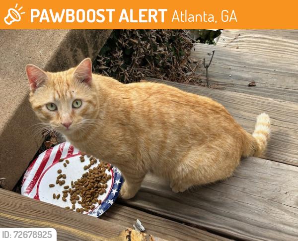 Found/Stray Unknown Cat last seen Southerland Terrace near McLendon Ave, Atlanta, GA 30307