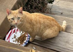 Found/Stray Unknown Cat last seen Southerland Terrace near McLendon Ave, Atlanta, GA 30307
