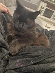 Lost Male Cat last seen Digby Road, Henderson Mill Road and Bates Road, Newton County, GA 30014