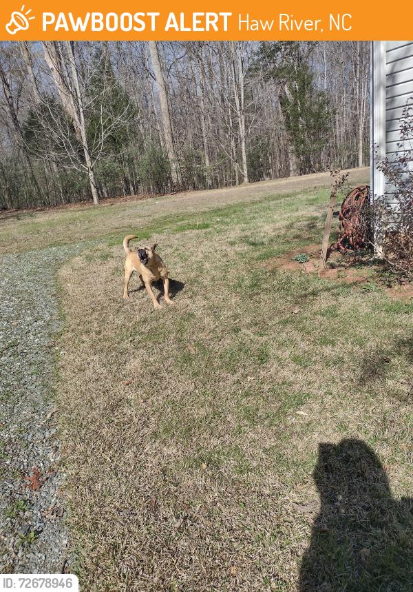 Found/Stray Unknown Dog last seen N Jim Minor Rd , Haw River, NC 27258